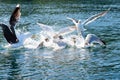 Sea gulls fighting over food at sea.. Royalty Free Stock Photo