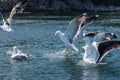 Sea gulls fighting over foot at sea.. Royalty Free Stock Photo