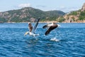 Sea gulls fighting over foot at sea.. Royalty Free Stock Photo