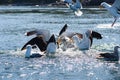 Sea gulls fighting over foot at sea.. Royalty Free Stock Photo