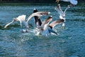 Sea gulls fighting over foot at sea.. Royalty Free Stock Photo