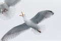 Sea gulls fighting Royalty Free Stock Photo