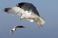 Sea gulls on flight are looking for food Royalty Free Stock Photo