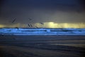 Sea Gulls Fly at the Beach