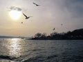 Sea gulls fly behind a ship in sunset sky