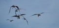 Sea Gulls flying Royalty Free Stock Photo