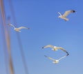 Sea gulls flying with open wings, clear blue sky background Royalty Free Stock Photo