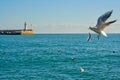 Sea gulls flying over a bay in Yalta, Crimea