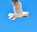 Sea gulls flying over a beach in a clear blue sky Royalty Free Stock Photo