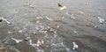 Sea gulls flying over the Mumbai ocean. Royalty Free Stock Photo