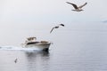 Sea gulls flying over the sea ahead of a yacht Royalty Free Stock Photo