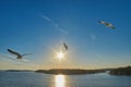 Sea Gulls flying over sea and shore Royalty Free Stock Photo