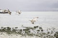Sea gulls flying Royalty Free Stock Photo