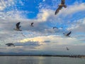 Sea gulls flying at sunset near the city shore