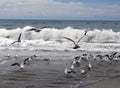 Sea Gulls