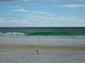 Sea Gulls Foraging on the Beach