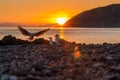 Sea gulls in front of sunset over the coastline of wellington new zealand north island
