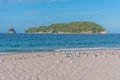 Sea gulls at Hahei beach in New Zealand Royalty Free Stock Photo