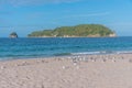 Sea gulls at Hahei beach in New Zealand Royalty Free Stock Photo