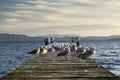 Sea gulls on jetty. Lake Rotoua, North Island, New Zealand