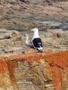 Sea gulls just relaxing on rocks