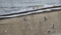 Sea gulls landing on the beach Royalty Free Stock Photo