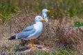 Sea gulls nesting at Berlenga Grande island in Portugal