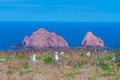 Sea gulls nesting at Berlenga Grande island in Portugal
