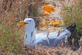 Sea gulls nesting at Berlenga Grande island in Portugal