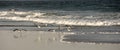 Sea Gulls in the Outerbanks North Carolina Royalty Free Stock Photo