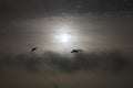 Sea gulls over clouds. Royalty Free Stock Photo