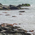 Sea Gulls and Cormorants on the Coast of Rhode Island Royalty Free Stock Photo