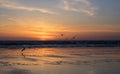 Sea gulls over ocean at sunset Royalty Free Stock Photo