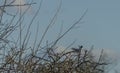 Sea gulls over Vrbenske ponds in spring blue sky day