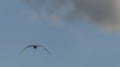 Sea gulls over Vrbenske ponds in spring blue sky day