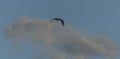 Sea gulls over Vrbenske ponds in spring blue sky day