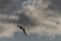 Sea gulls over Vrbenske ponds in spring blue sky day