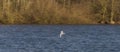 Sea gulls over Vrbenske ponds in spring blue sky day