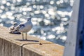 Sea Gulls resting on the sea wall of a concrete pier