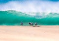 Sea gulls on sand with large blue wave breaking Royalty Free Stock Photo