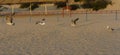 Sea gulls on a sandy beach by the sea in the setting sun