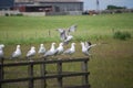 Sea gulls on separate parts of fence