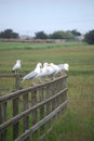 Sea gulls on separate posts of fence