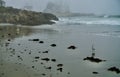 Seagulls staring out at Atlantic Ocean on dark, foggy day as waves roll in to shore Royalty Free Stock Photo