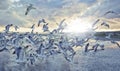 Sea gulls flying in the sun set over the sea