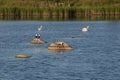 Sea gulls and swans swimming and nesting on a lake.