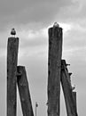 Sea gulls on the wooden pillars by the Baltic Sea - black and white Royalty Free Stock Photo