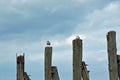 Sea gulls on the wooden pillars by the Baltic Sea Royalty Free Stock Photo