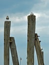 Sea gulls on the wooden pillars by the Baltic Sea Royalty Free Stock Photo