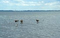 Sea gulls on the wooden pillars covered by water Royalty Free Stock Photo